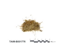 藏品(草苔屬)的圖片